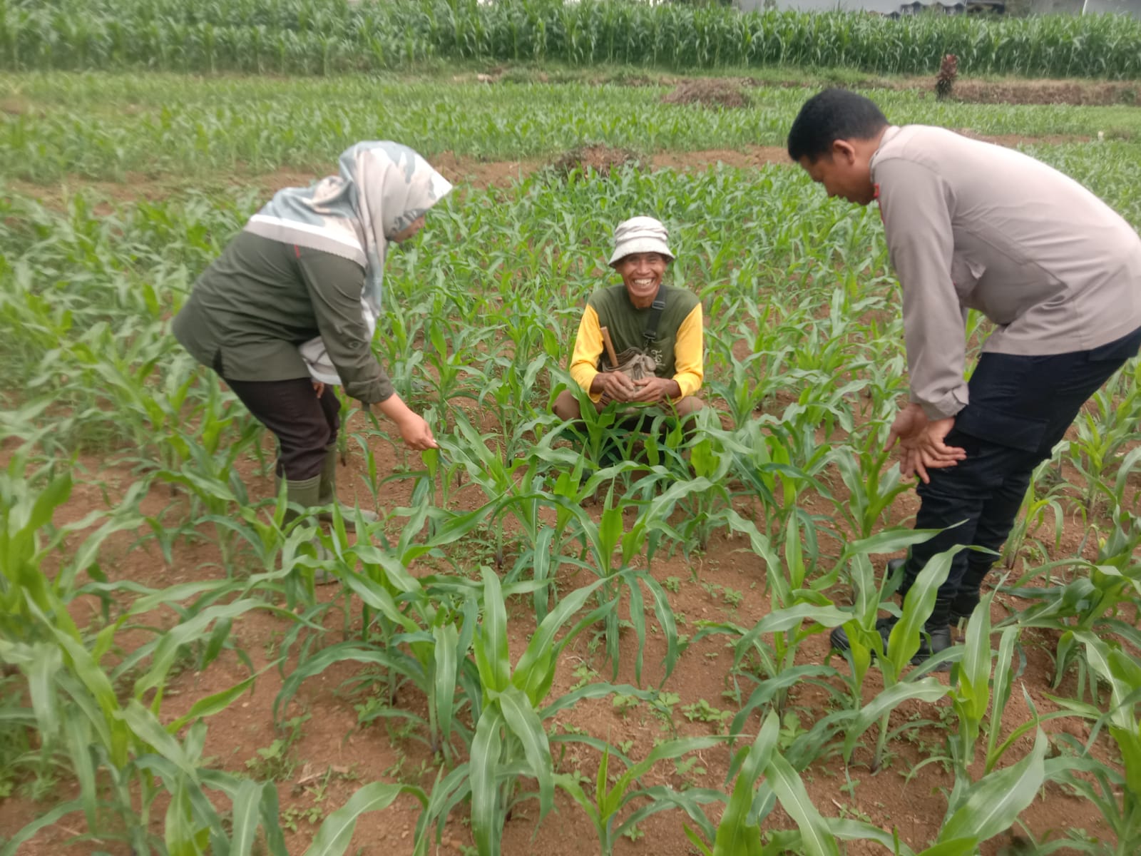 Anggota Polsubsektor Sindang Sambang Dialogis dengan Petani Jagung di Desa Sangkanhurip, Dukung Ketahanan Pangan Nasional