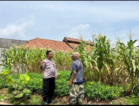 Ps. Panit Samapta I Polsek Cikijing Sambangi Petani, Berikan Edukasi Tentang Ketahanan Pangan